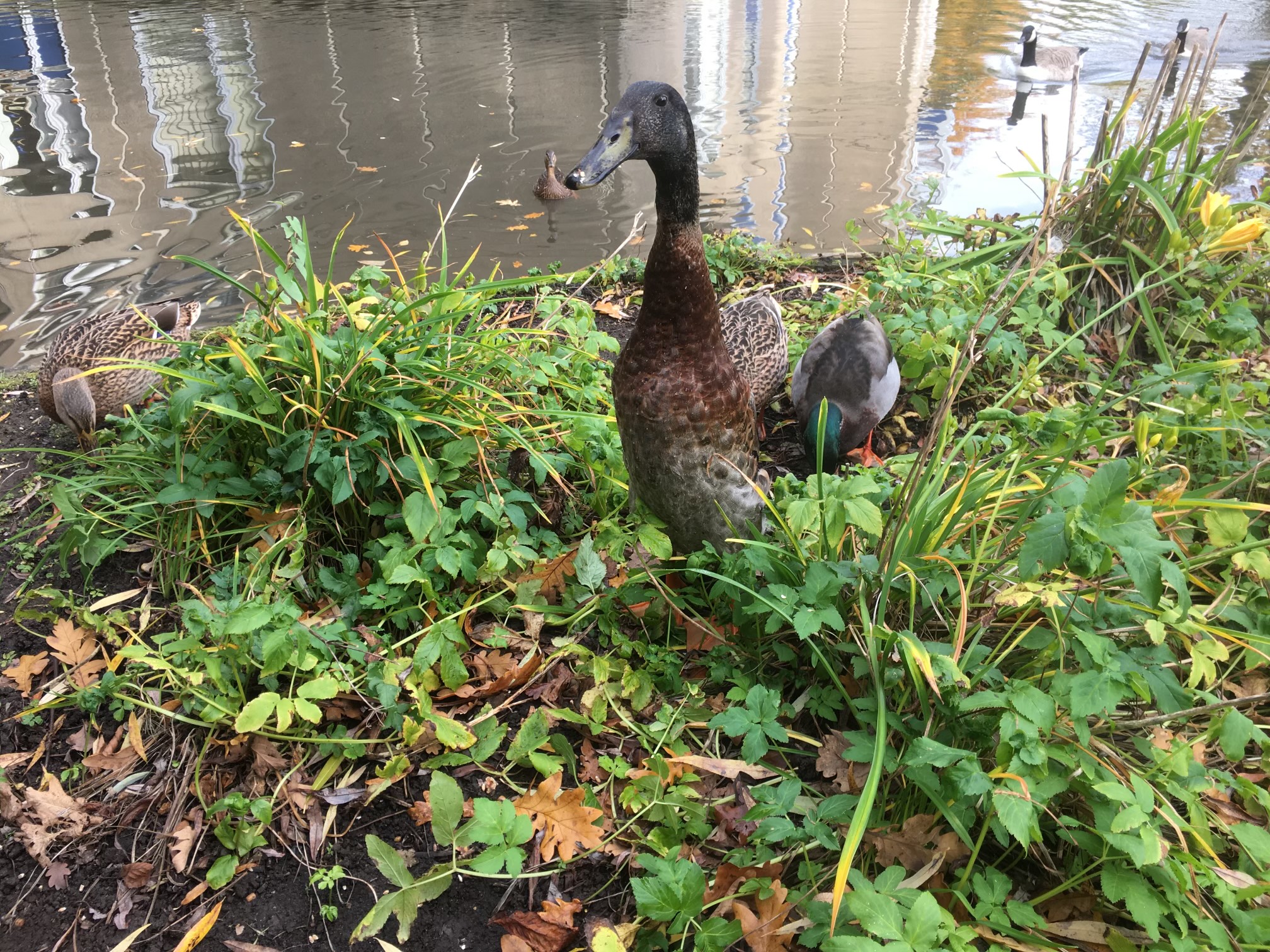 Long Boi duck by a lake surrounded by greenery