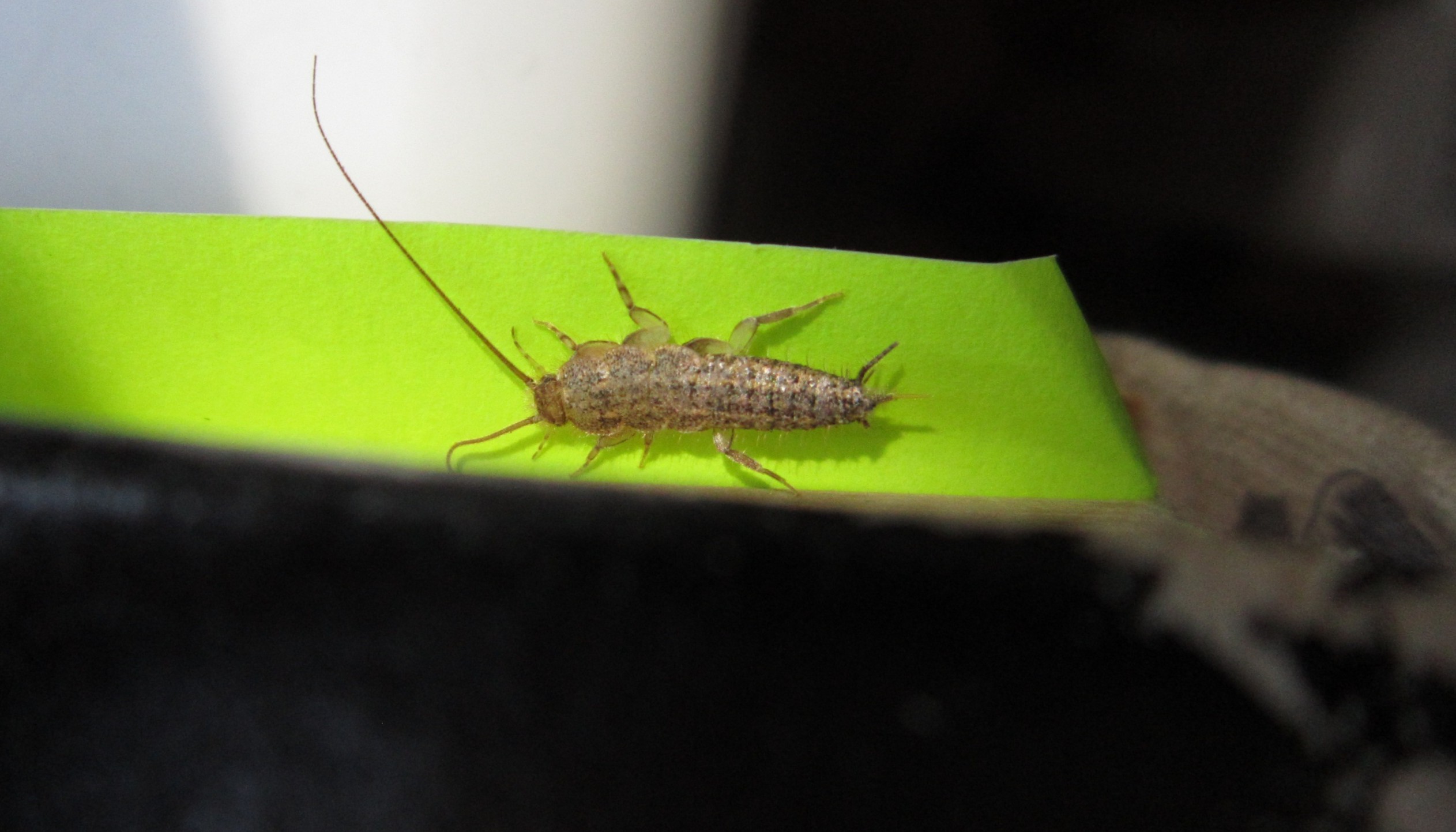 Four-lined silverfish on green fabric.